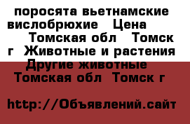 поросята вьетнамские вислобрюхие › Цена ­ 3 000 - Томская обл., Томск г. Животные и растения » Другие животные   . Томская обл.,Томск г.